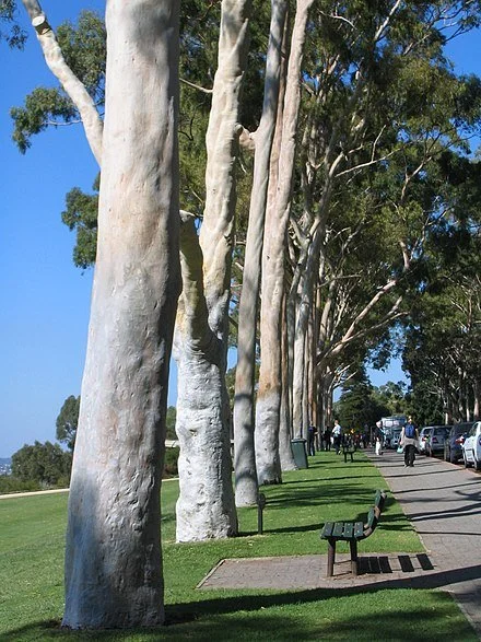 Lemon Scented Gum 14″ × 6.5″ Satin – view 4