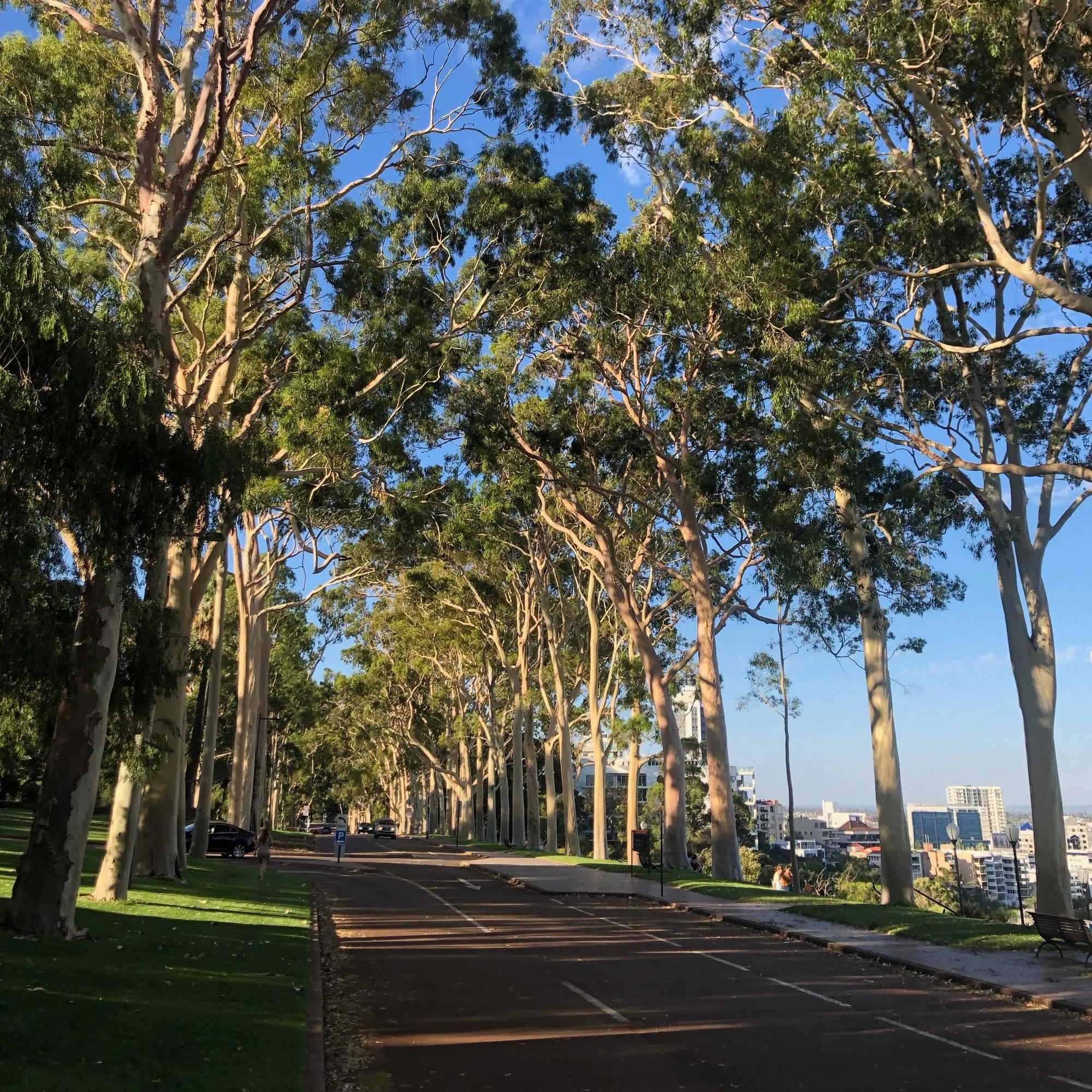 Lemon Scented Gum 14″ × 6.5″ Gloss – view 5
