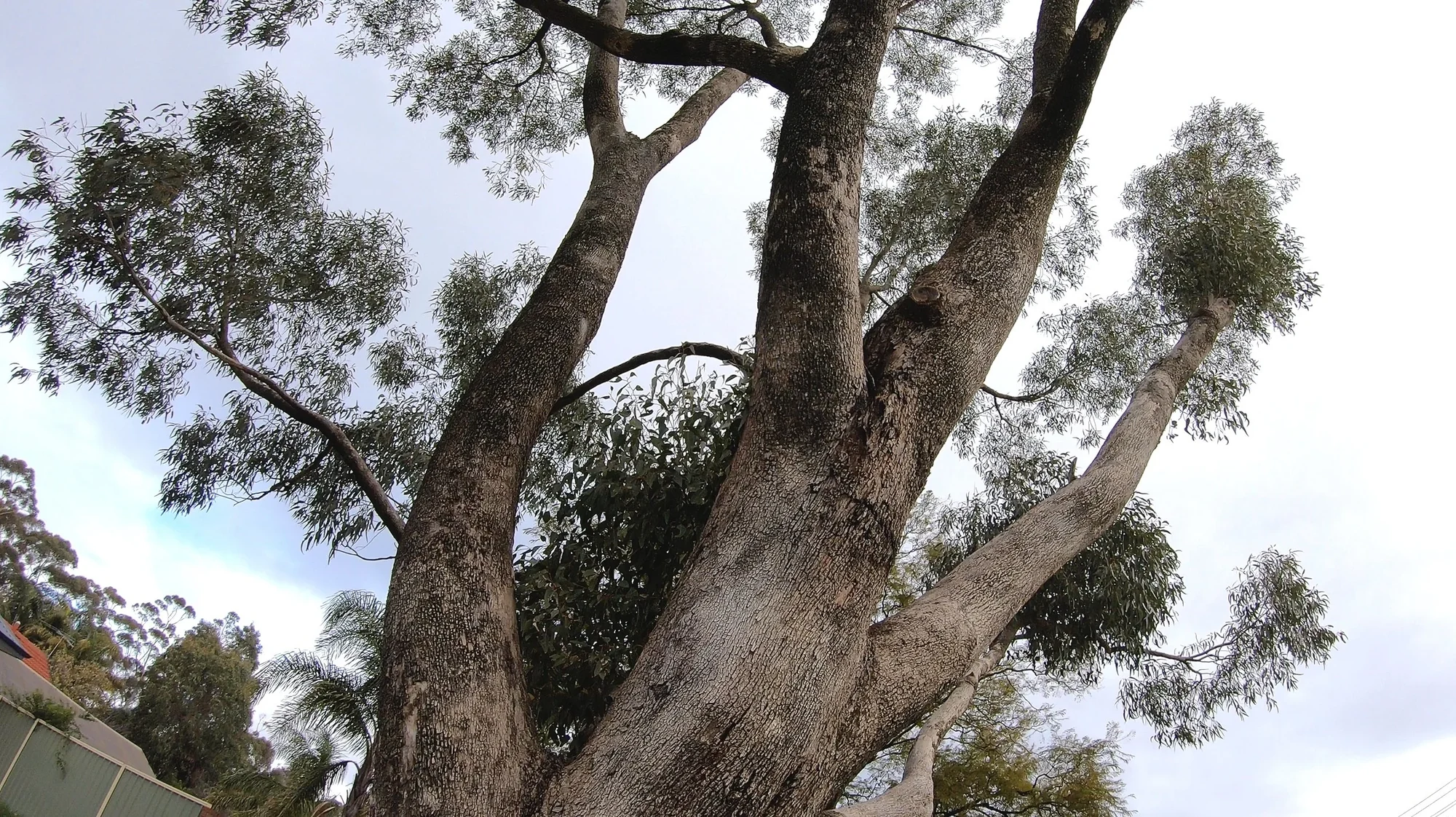 Tuart 14″ × 6.5″ Gloss – view 6