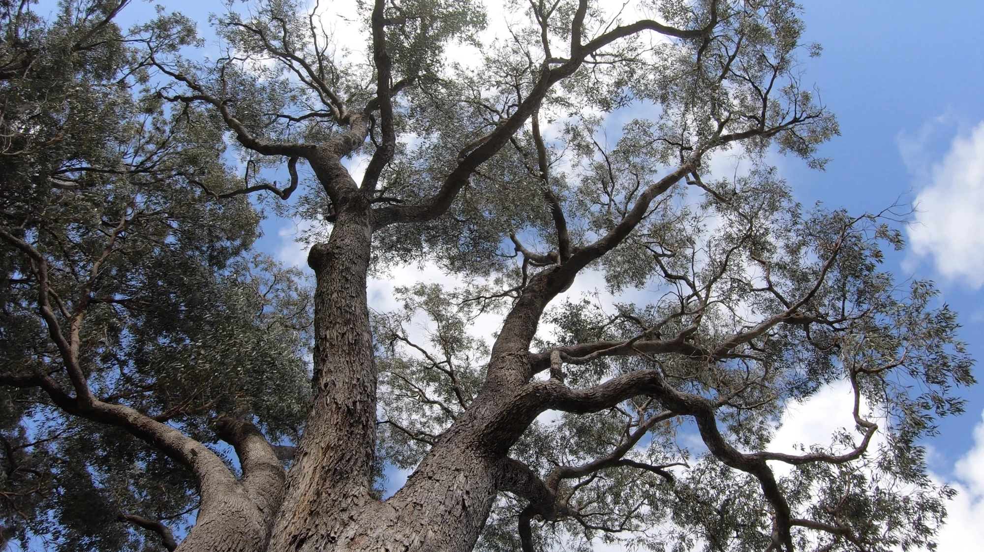 Jarrah tree
