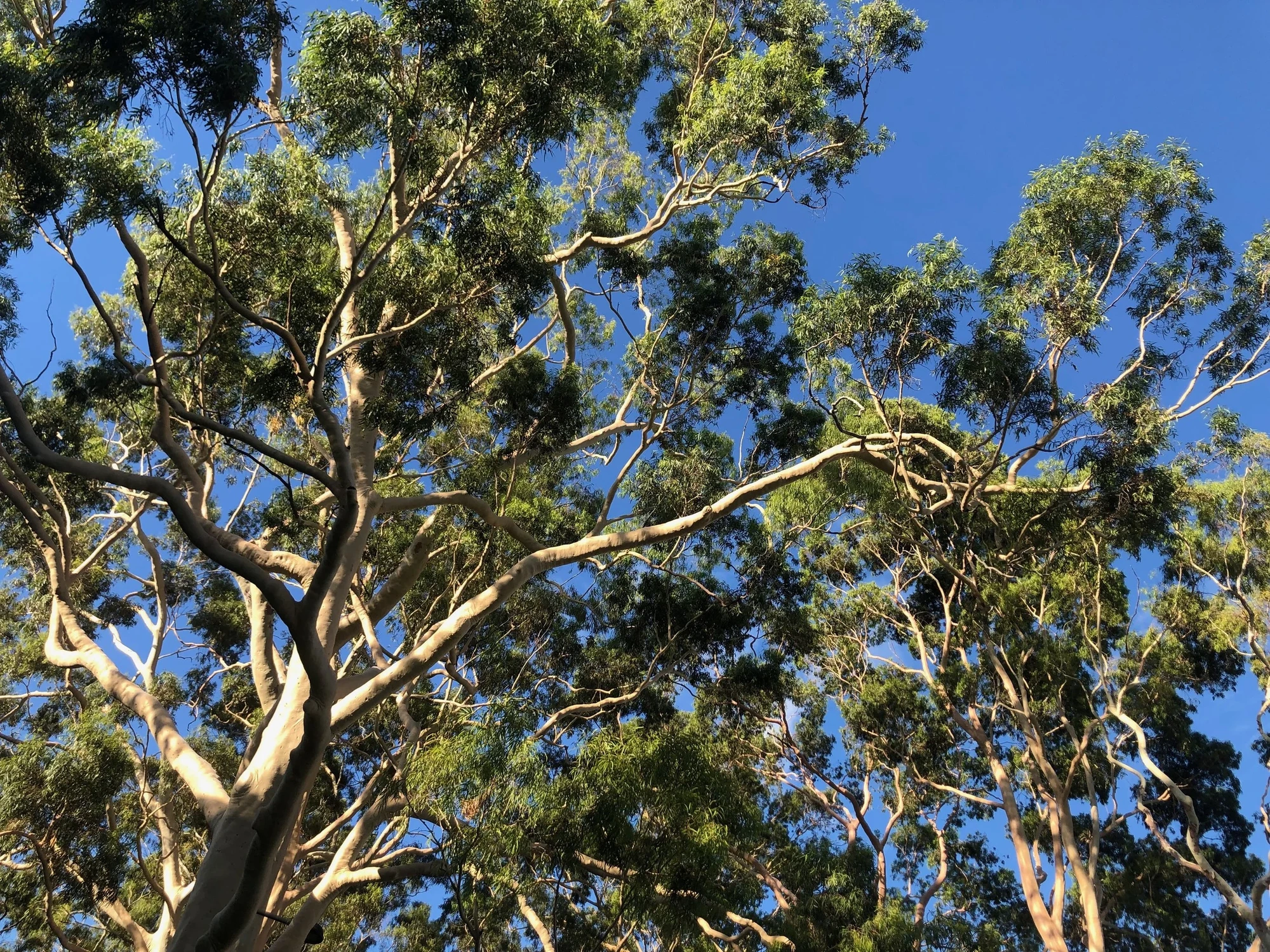 Lemon Scented Gum tree