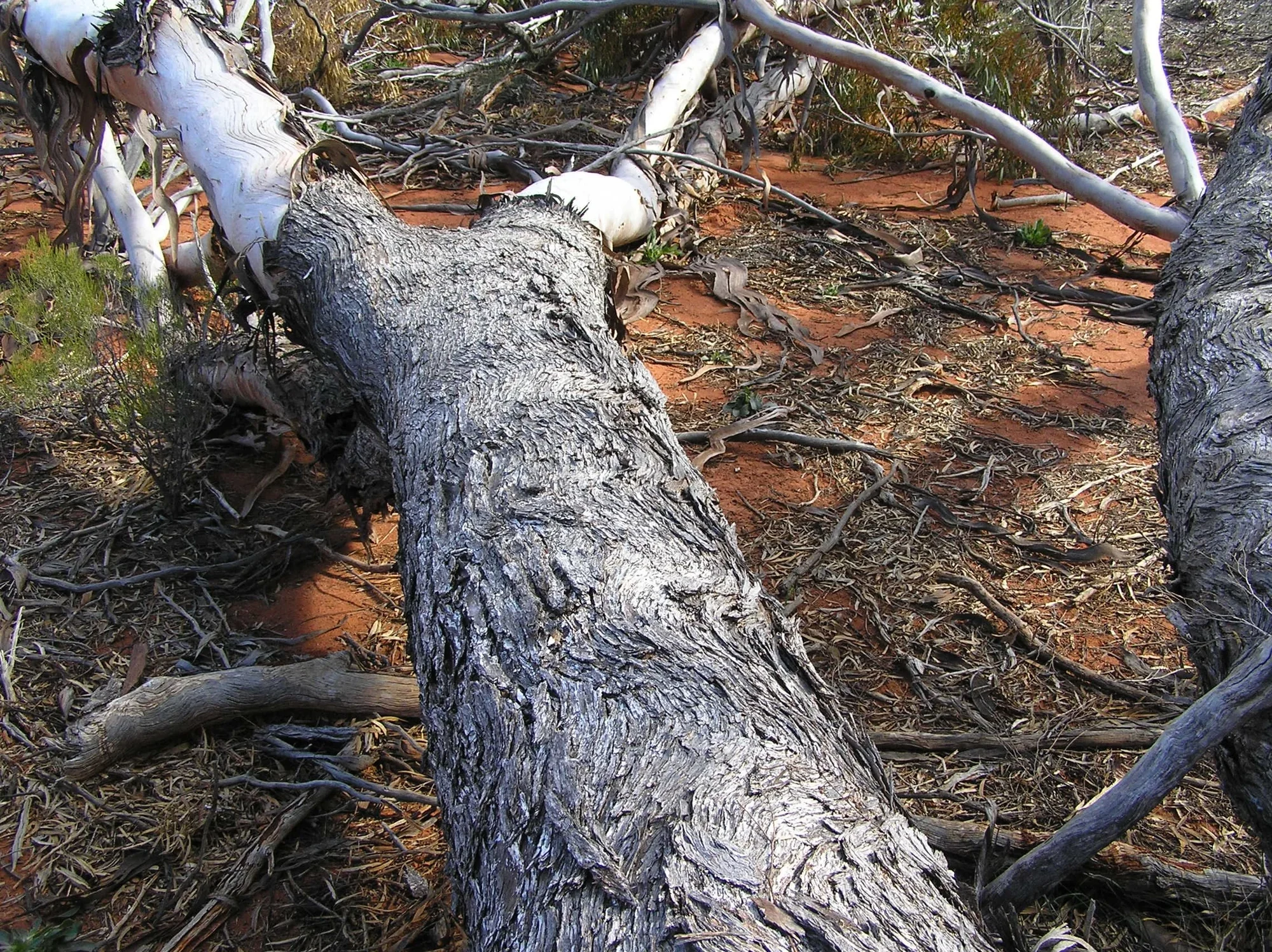 Red Morrel tree in the Goldfields