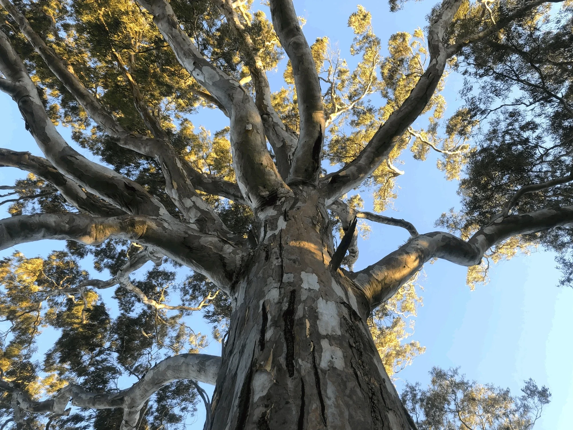 River Red Gum tree