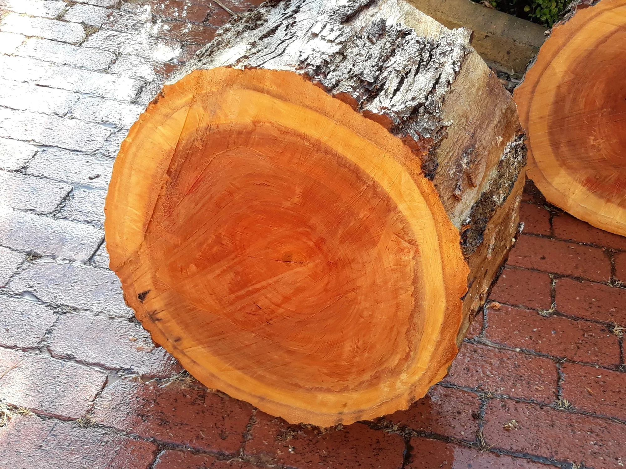 Freshly cut River Red Gum log, vivid orange-red, at the start of its seasoning years