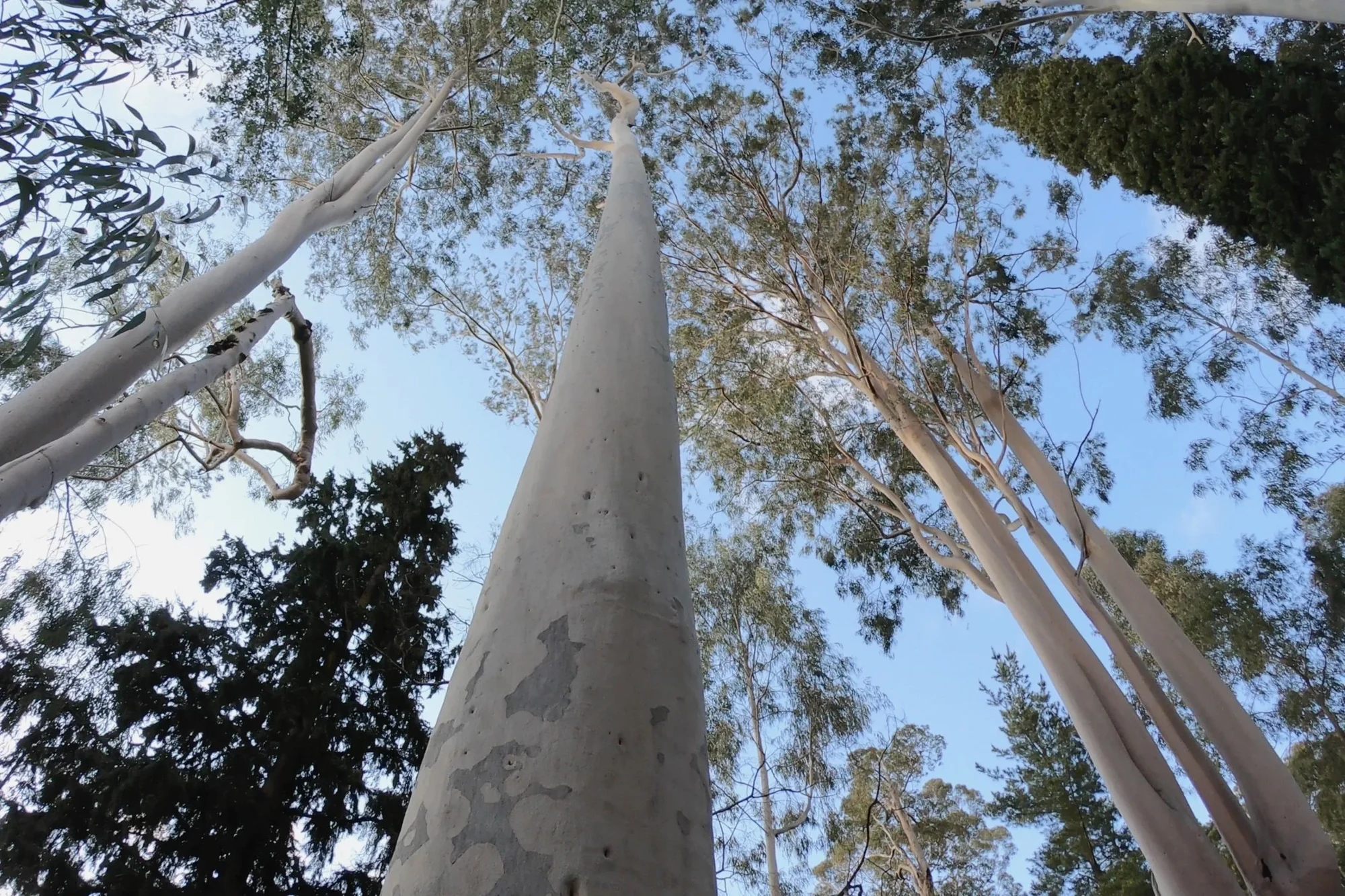 Spotted Gum trees