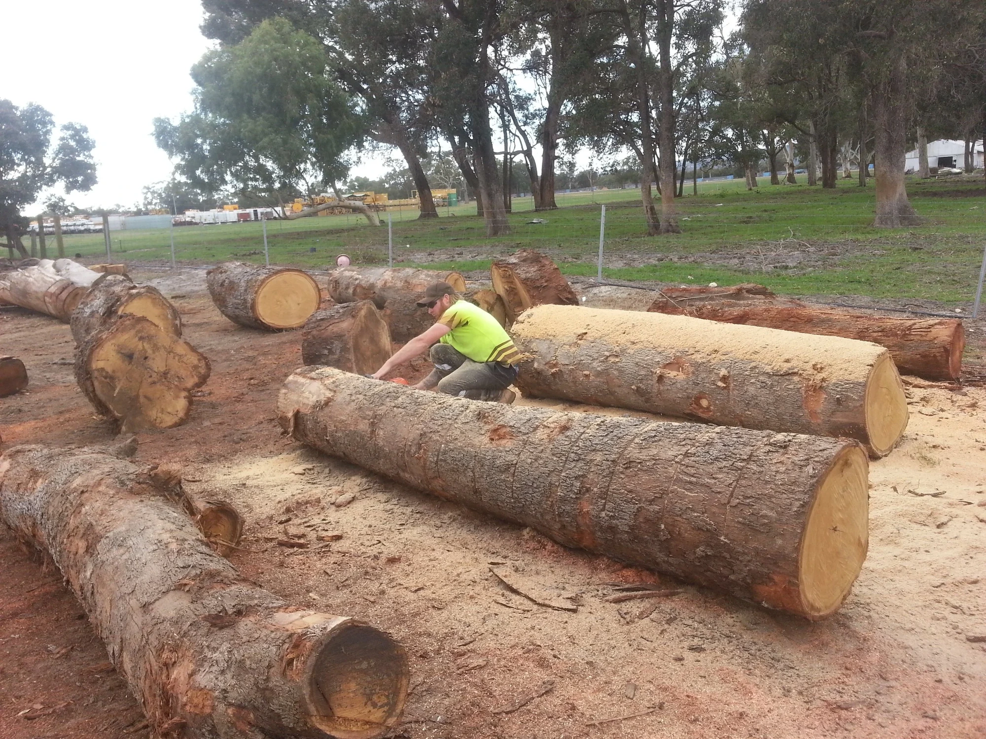 Tuart tree